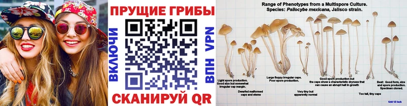 сколько стоит  Жиздра  Псилоцибиновые грибы Psilocybe 